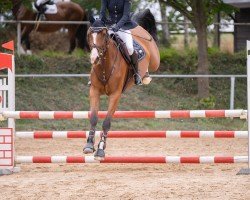jumper April's Little Sunshine (German Sport Horse, 2018, from Quint)