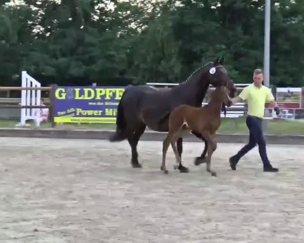 Video of Ferrysburg