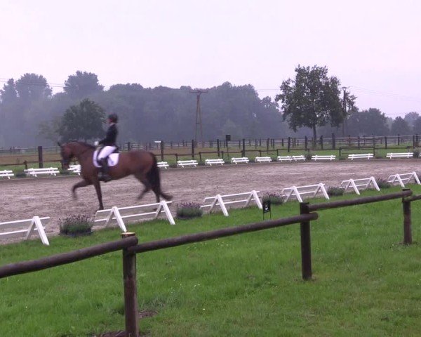 Reitturnier Nettetal-Lobberich 2024