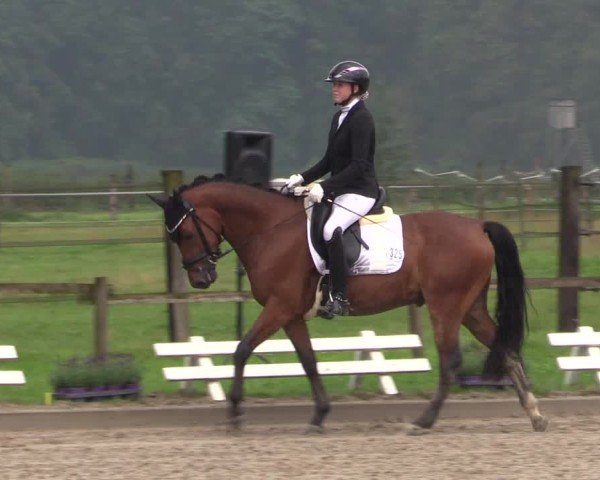 Reitturnier Nettetal-Lobberich 2024
