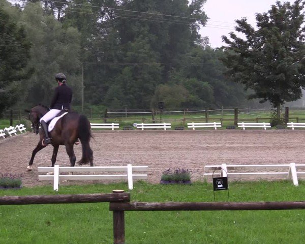 Reitturnier Nettetal-Lobberich 2024