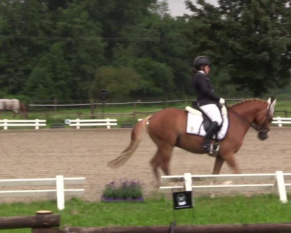 Reitturnier Nettetal-Lobberich 2024