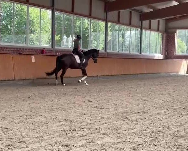Video von Viva Hibiskus JS