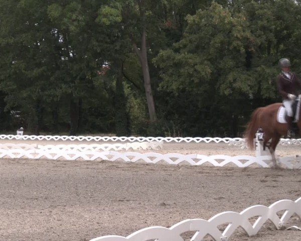 Reitturnier Perchtoldsdorf 2024