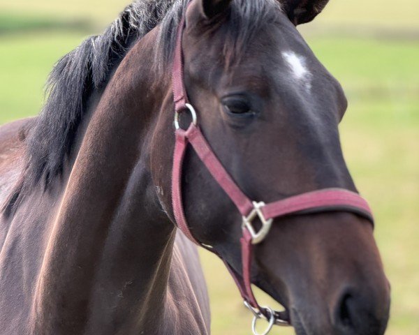 horse Chuba Charisma (Westphalian, 2022, from Chubakko)