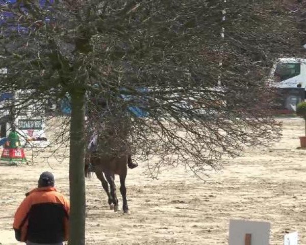 Lenklarer Reitertage auf der Reitsportanlage Gripshöver 2013