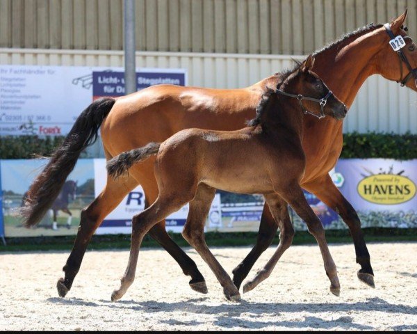 Pferd Dashing (Westfale, 2024, von Dorian Grey BR Z)