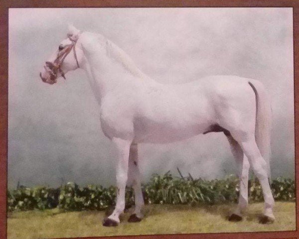 Deckhengst 3622-827 Pluto XIV-35 (Lipizzaner, 1985, von Pluto XIV)