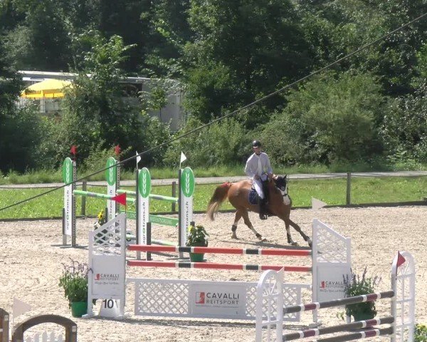 Reitturnier Gossau 2024