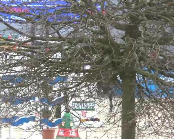 Reitturnier Werne-Lenklar 2013
