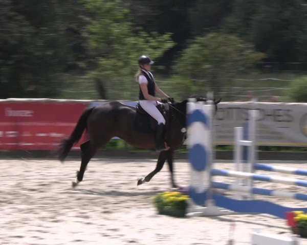 Reitturnier Monschau-Mützenich 2024