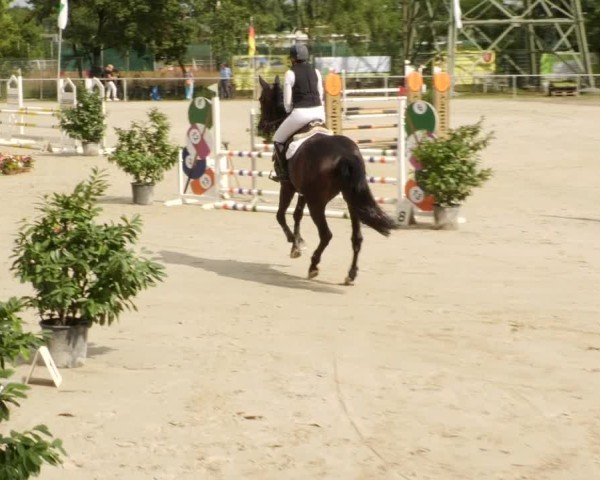 Reitturnier Mannheim-Friedrichsfeld 2024
