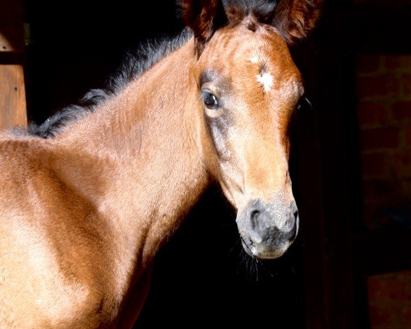horse Call me Hope‘Z (German Sport Horse, 2024, from Corrinaro)