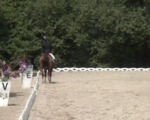 Reitturnier Perchtoldsdorf 2024
