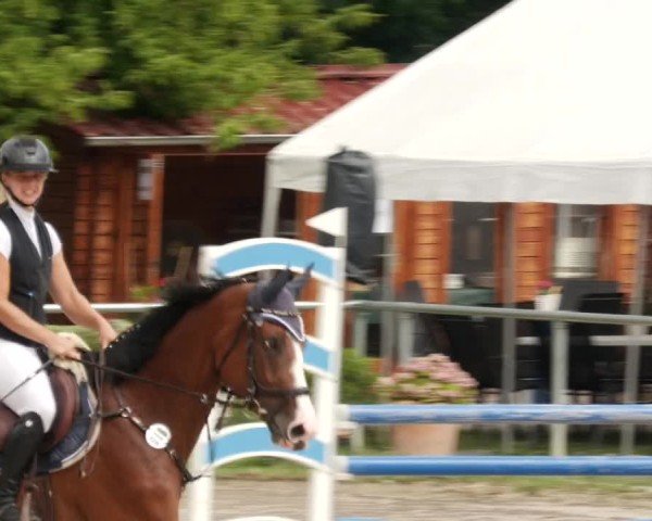 Reitturnier Mannheim-Friedrichsfeld 2024