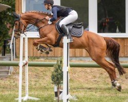 broodmare Quite Special MR (Oldenburg, 2018, from Agrigento 4)