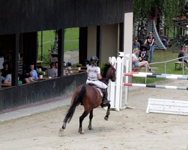 Reitturnier Groß-Zimmern 2024