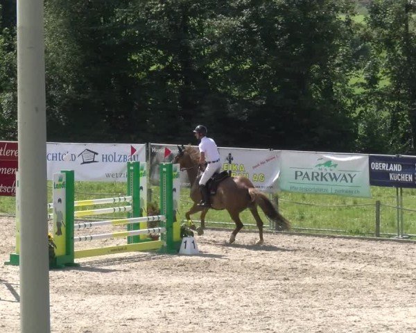 Reitturnier Gossau 2024