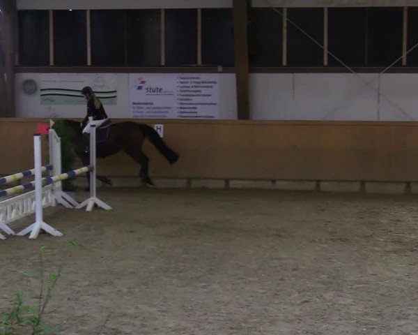 Reitturnier Steinheim 2021