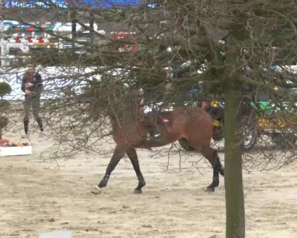 Lenklarer Reitertage auf der Reitsportanlage Gripshöver 2013