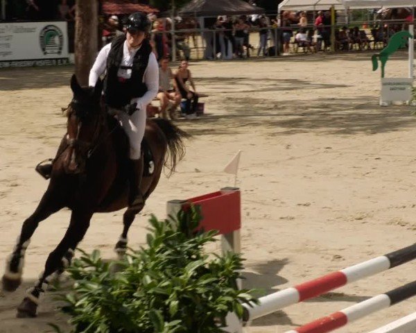 Reitturnier Mannheim-Friedrichsfeld 2024