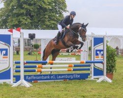 jumper Morgenstern 78 (German Warmblood, 2019, from Quaterback)