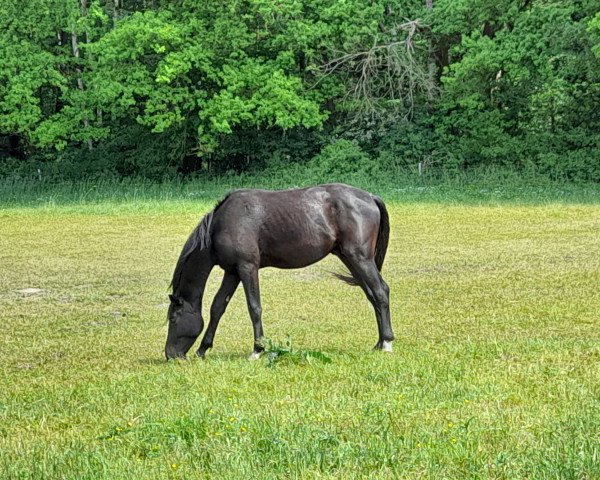 horse Quäntchen Glück 37 (Hanoverian, 2019, from Q-Sieben OLD)