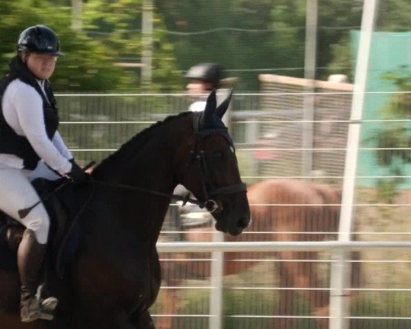 Reitturnier Mannheim-Friedrichsfeld 2024