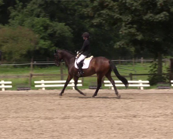 Reitturnier Nettetal-Lobberich 2024
