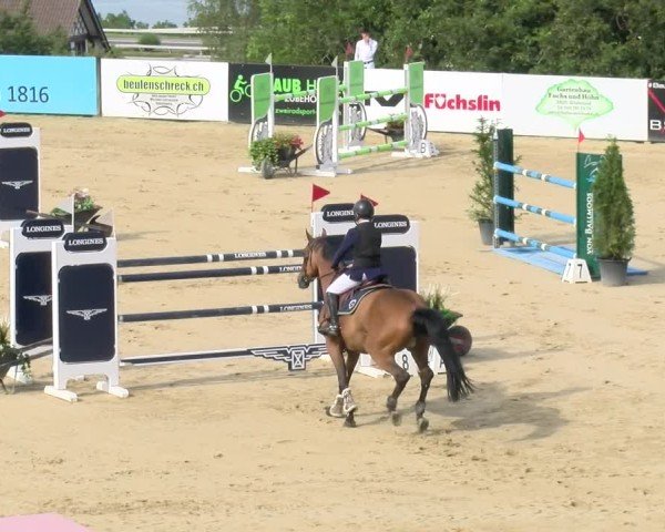 Reitturnier Wädenswil 2024