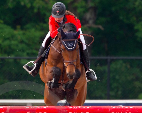 broodmare C'Est La Vie 101 (Oldenburg, 2005, from Concetto)