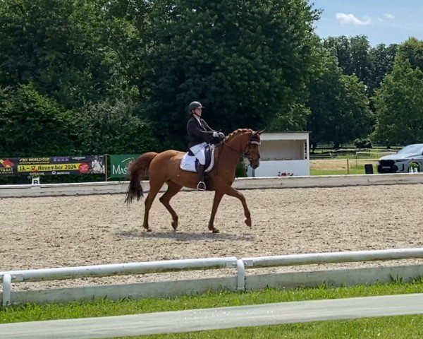 dressage horse Quality Pearl Vom Arendsee (German Sport Horse, 2013, from Quality Time)