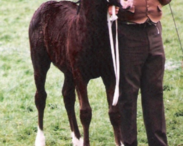 horse Ystrad Dewi Viscountess (Welsh-Cob (Sek. D), 1991, from Ebbw Victor)
