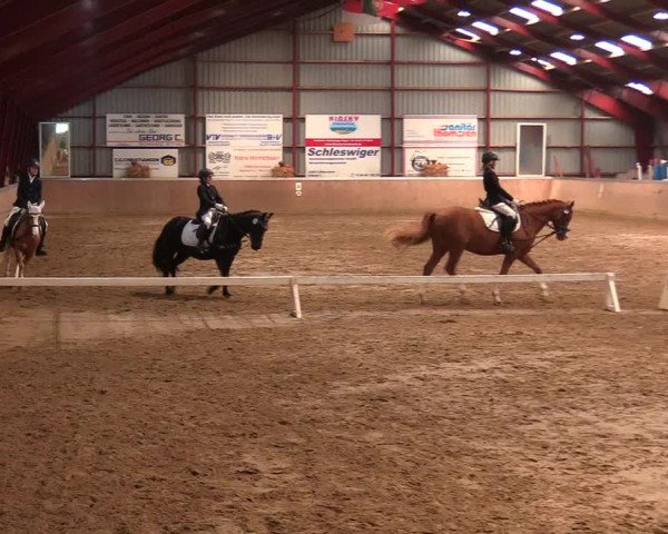 Reitturnier Behrendorf 2021