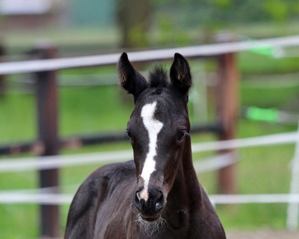 horse Isola (Westphalian, 2021, from In My Mind NRW)