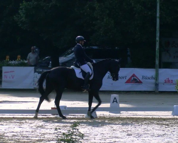 Reitturnier Stadtlohn 2024