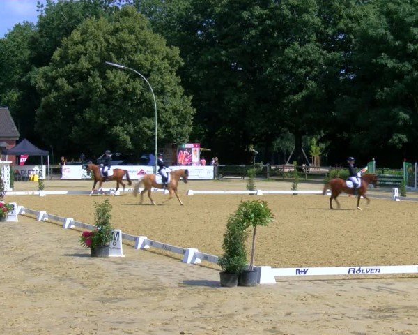 Reitturnier Stadtlohn 2024