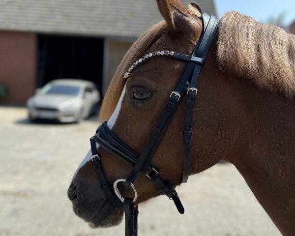 Dressurpferd Dream Girl (Deutsches Reitpony, 2017, von Dating AT NRW)