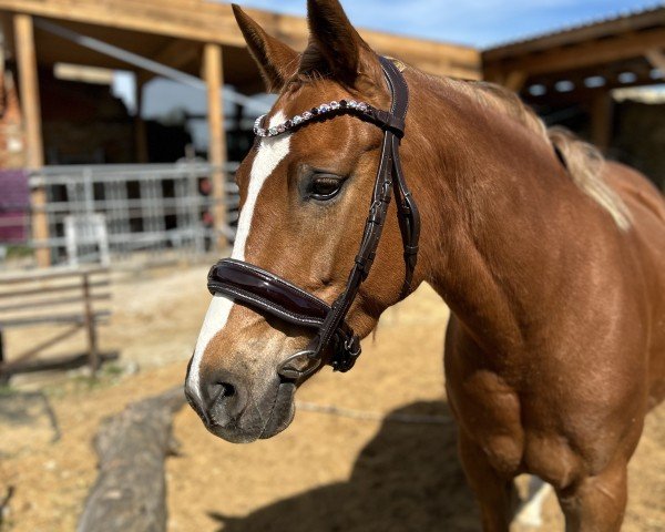 broodmare Lalique (German Riding Pony,  , from Diamond Touch NRW)