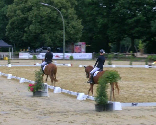 Reitturnier Stadtlohn 2024