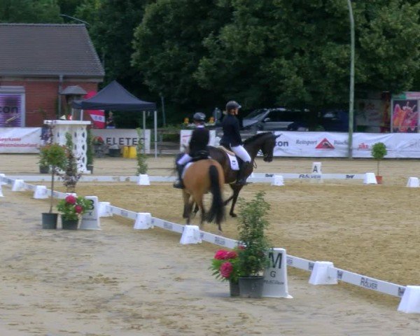 Reitturnier Stadtlohn 2024
