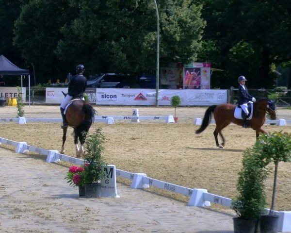 Reitturnier Stadtlohn 2024