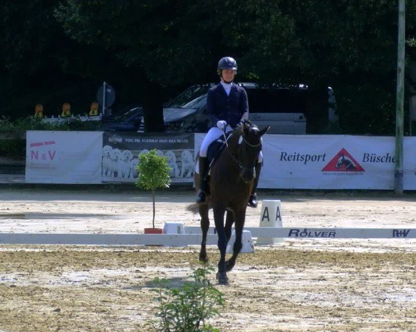 Reitturnier Stadtlohn 2024