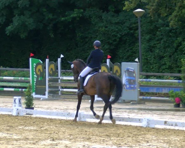 Reitturnier Stadtlohn 2024