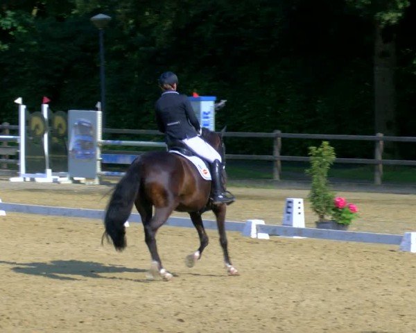 Reitturnier Stadtlohn 2024