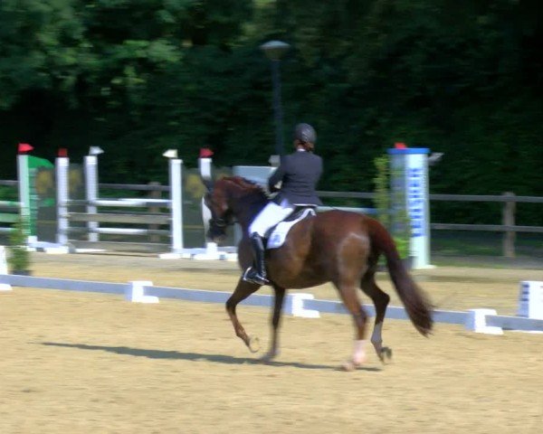 Reitturnier Stadtlohn 2024