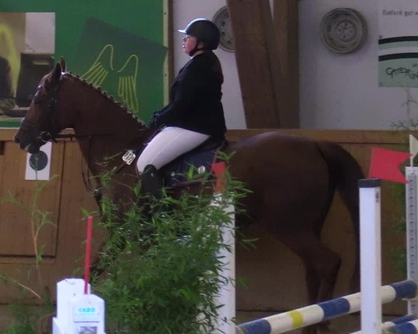 Reitturnier Steinheim 2021