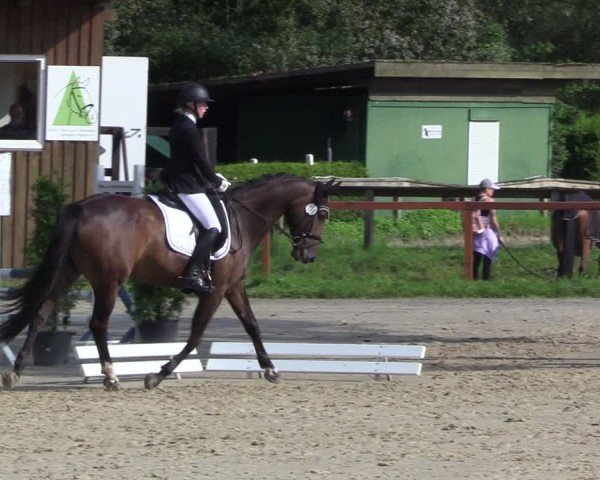 Reitturnier Arnsberg-Holzen 2024