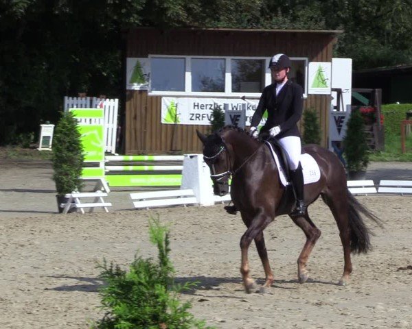 Reitturnier Arnsberg-Holzen 2024