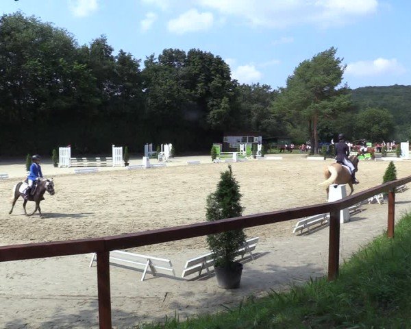 Reitturnier Arnsberg-Holzen 2024